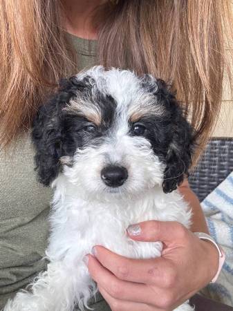 Mini Poodles 1