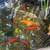 Medium Size Koi Fish 2 thumbnail