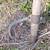 TWO (2) Antique Peavey lumberjack cant dog hook log roller 10 thumbnail
