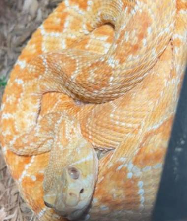 Western diamondback multi het 1