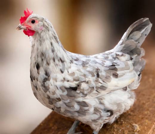 Silverudd Blue Splash Pullets 1