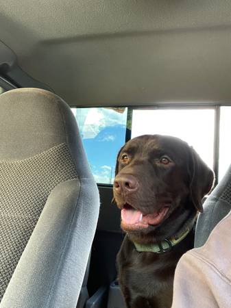 Chocolate lab for rehoming (Kingsport)63858093188099124
