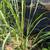 Lemongrass 12 thumbnail