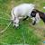 Nigerian herd 1 thumbnail