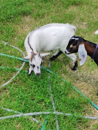 Nigerian herd 1