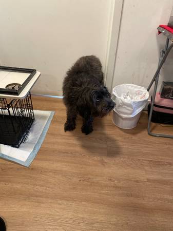 Looking for a pet! 1