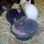 Bunnies 7 thumbnail