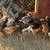 Assorted Pullets 4 1/2 months old 14 thumbnail