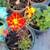 Home Depot flower pot for sale 4 thumbnail
