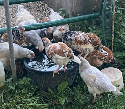 Easter egger roosters 1