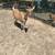 milking goats 6 thumbnail
