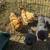 Bantam hens 6 thumbnail