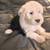 Old English Sheepdog Puppies 1 thumbnail