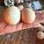 Chicken & duck eggs 3 thumbnail