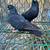 High Flying Tippler Pigeons - $15 (Kingsville) 3 thumbnail