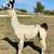 Llamas for sale 7 thumbnail
