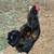 Young Rooster 3 thumbnail