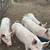 PUERCOS / PIGS 1 thumbnail