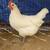 American Bresse Hen/Rooster 5-6 mos old 1 thumbnail