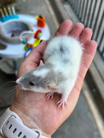 ¡Ratas bebé Dumbo PET! (93292)63873028841987120