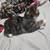 Female Kitten 3 thumbnail