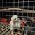 Chicks 1 thumbnail