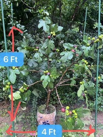 Larger Figs Trees with Ripe Figs on Tree 1