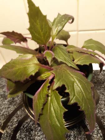 Free Purple Passion Plants 1