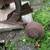 Dearborn Model 10-1 2 Bottom Plow Tractor 3 Point 8 thumbnail