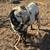 Dappled goat 1 thumbnail