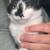 *FREE black and white cat* 1 thumbnail