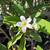 Plumeria Trees 4 thumbnail