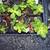 Cacti and Succulents !!! 6 thumbnail