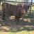Highland bull 3 thumbnail