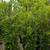 Ficus 9 thumbnail