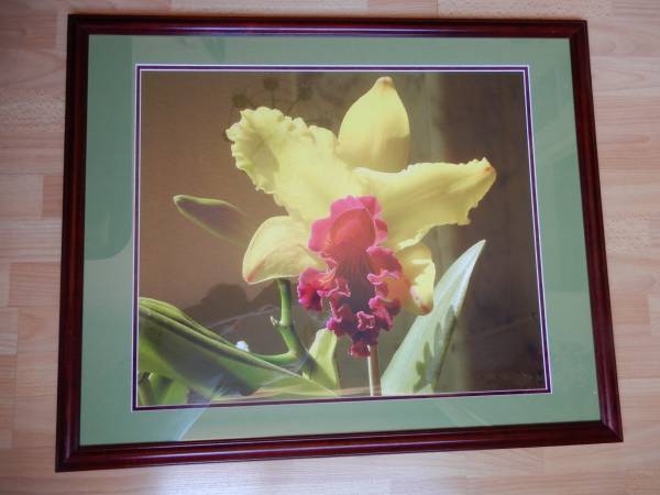 Orchid Flower Picture With Aaron Brothers Glass Frame 1