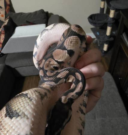 Female Ball Python - VPI Axanthic 100% het Clown - 695g 1