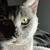 Female cat 6 thumbnail