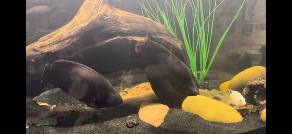 Pez monstruo raro para reubicación (Millstone Township)63624616239747124