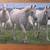 3 puzzles- Ravensburger and Melissa & Doug 4 thumbnail