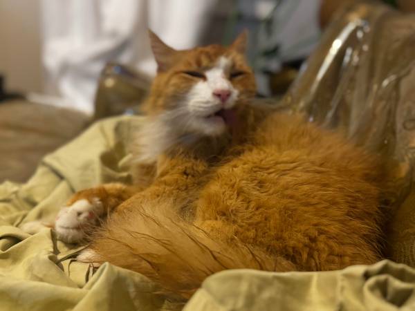 Lost fluffy orange cat named LEO540152582206935044