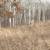 about 18 acres of partially wooded land 10 thumbnail