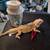 Bearded dragon 2yr 1 thumbnail