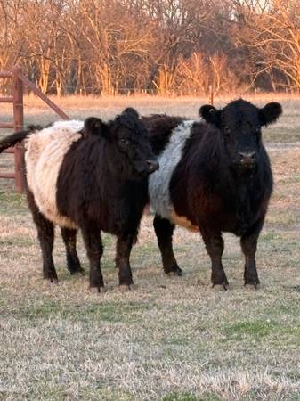 Belted Galloway cows 1
