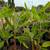 Banana Tree 🍌🍌 6 thumbnail