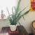 Corn Plants or Snake Plants 3 thumbnail