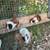 Guinea Pigs 3 thumbnail