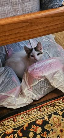 Mom cat and kittens looking to be rehomed (Vancouver)63916334051074124