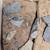Trilobite Fossil Collection 4 thumbnail