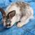 Mini Rex/American Chinchilla rabbits 3 thumbnail